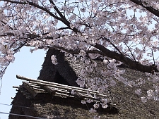 写真拡大