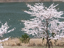 写真拡大