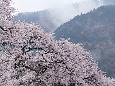 写真拡大
