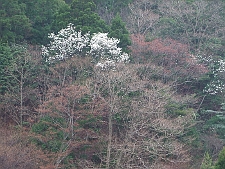 写真拡大