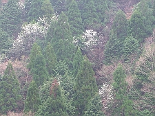 写真拡大