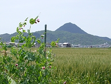 写真拡大