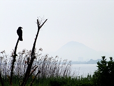 写真拡大