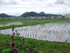 写真拡大
