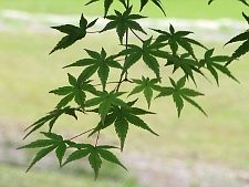 写真拡大