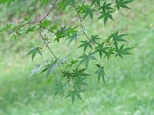 写真拡大