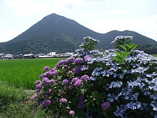 写真拡大