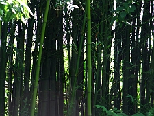 写真拡大