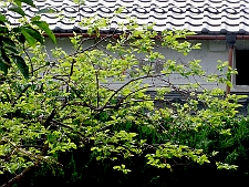 写真拡大