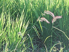 写真拡大
