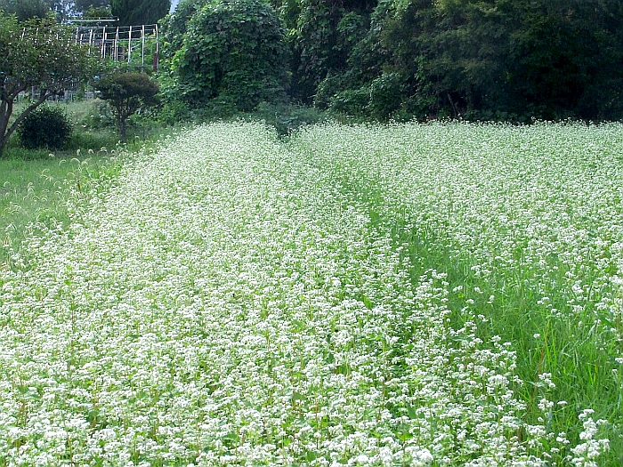 写真拡大