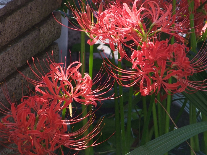 写真拡大