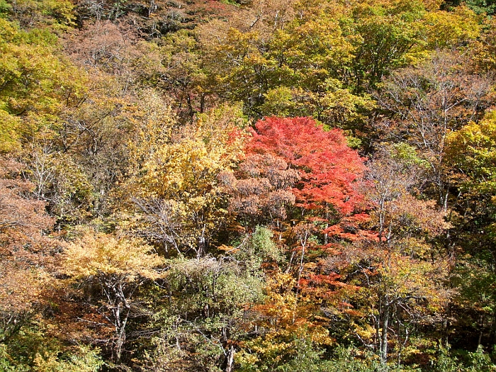 写真拡大