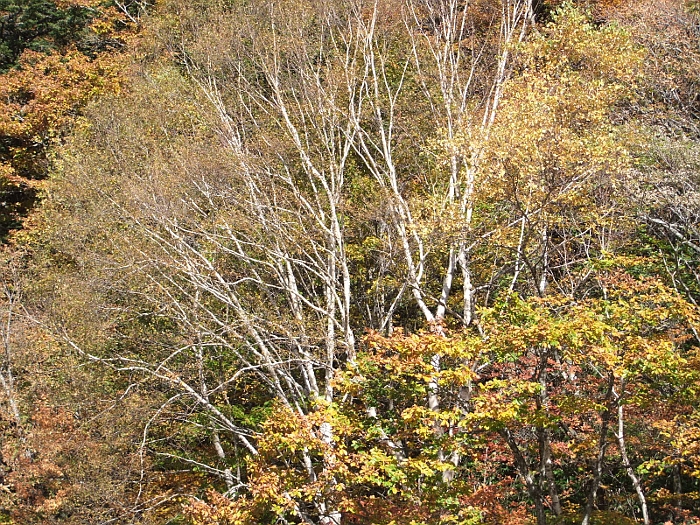 写真拡大