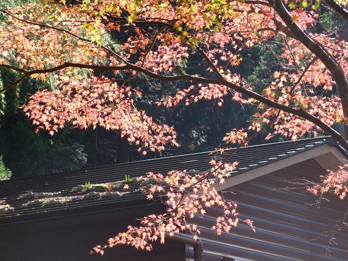 写真拡大