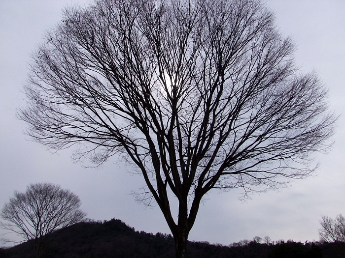 写真拡大