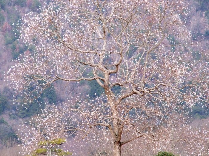写真拡大
