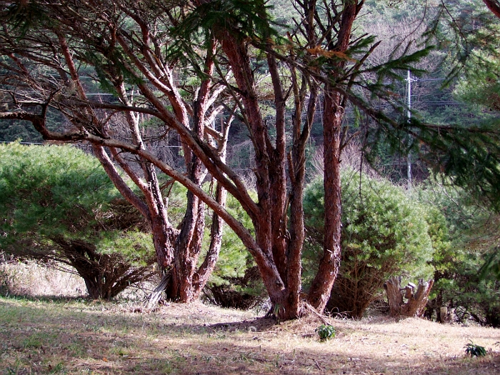 写真拡大