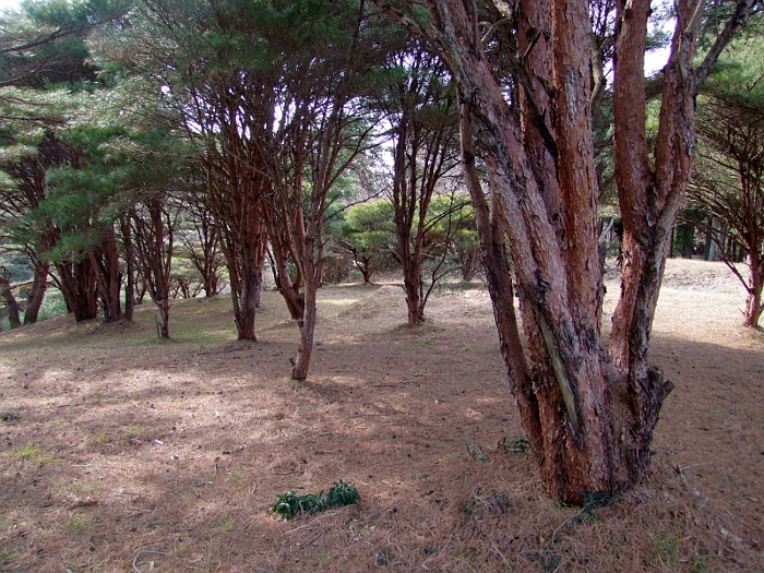 写真拡大