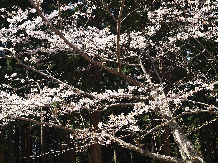 写真拡大