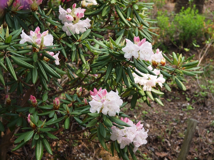 写真拡大