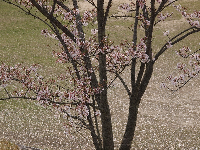 写真拡大