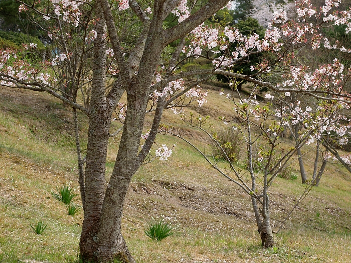 写真拡大