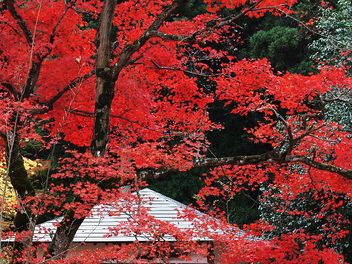 写真拡大