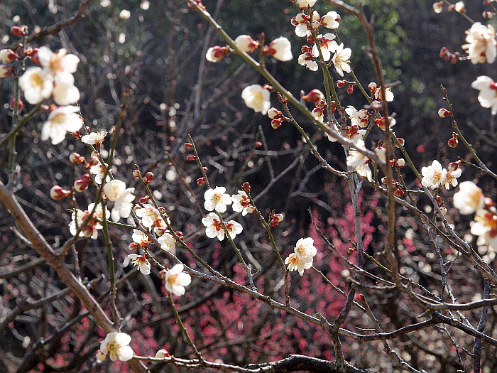 写真拡大