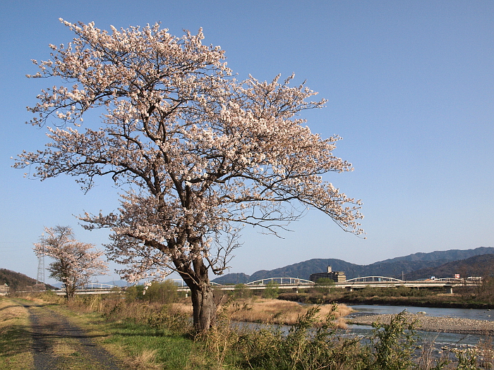 写真拡大