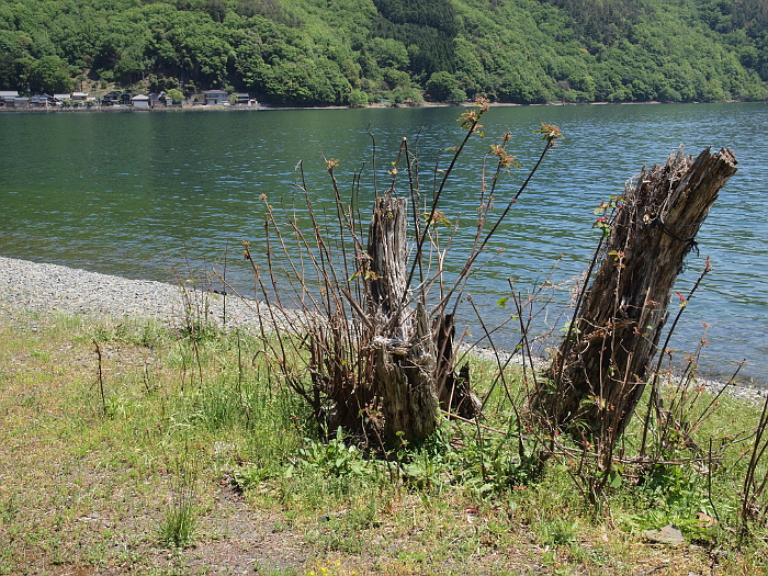 写真拡大