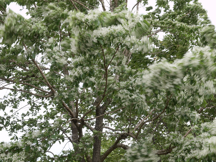 写真拡大