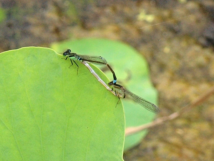 写真拡大