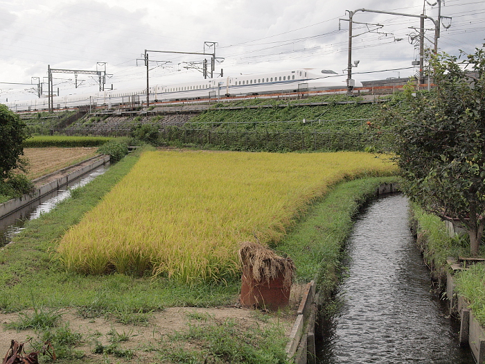 写真拡大