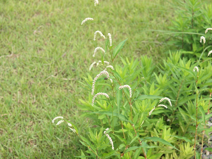 写真拡大