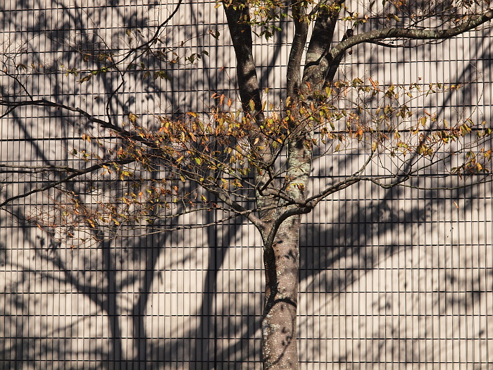 写真拡大
