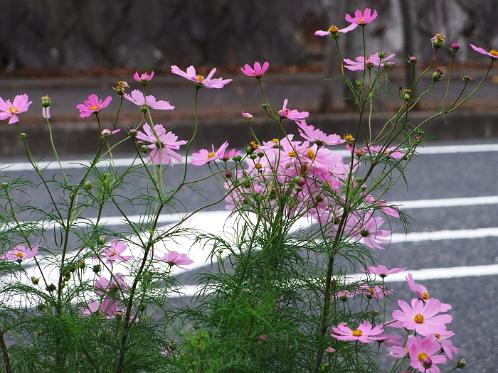 写真拡大