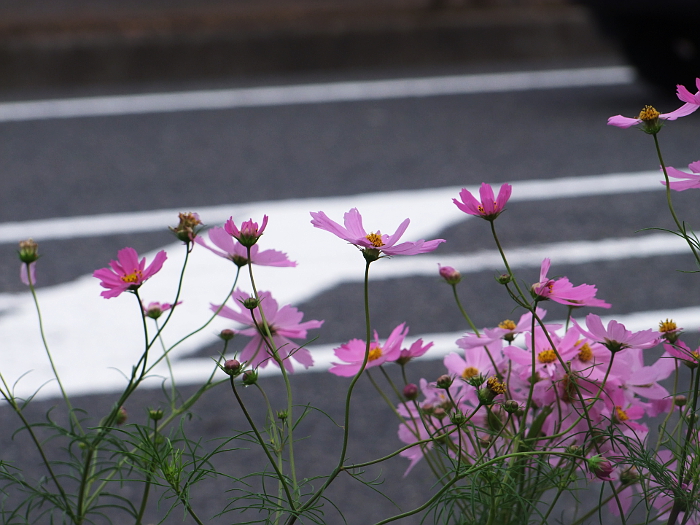 写真拡大