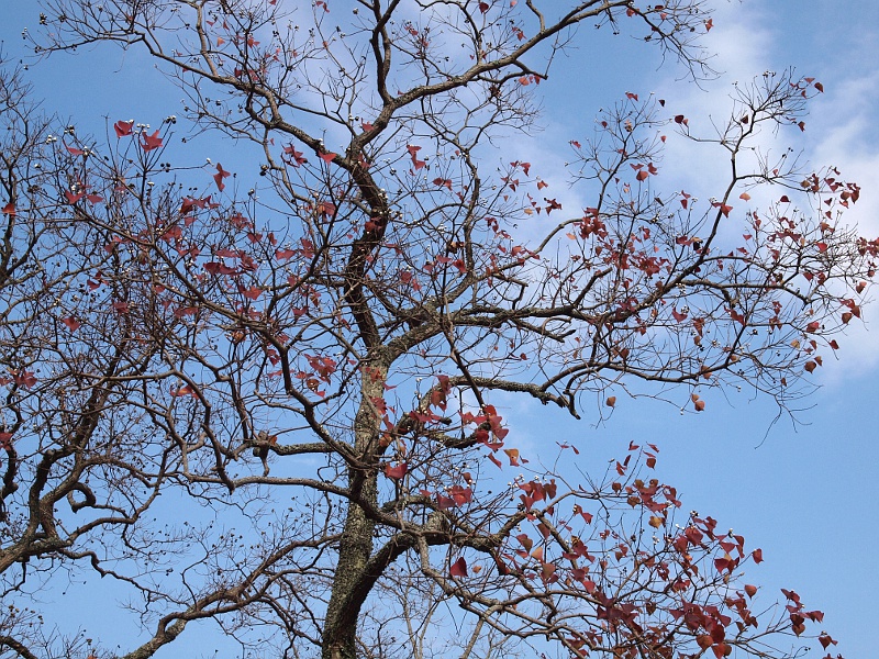 写真拡大