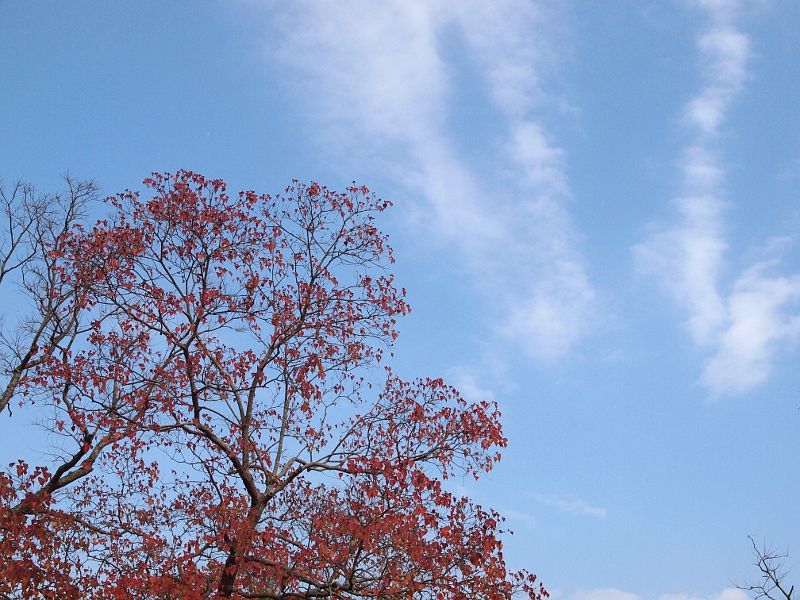 写真拡大