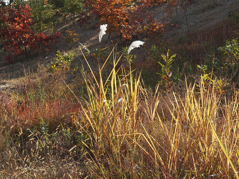 写真拡大