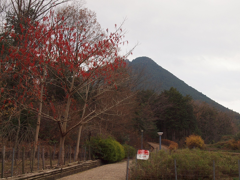写真拡大