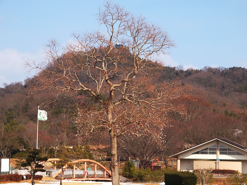 写真拡大