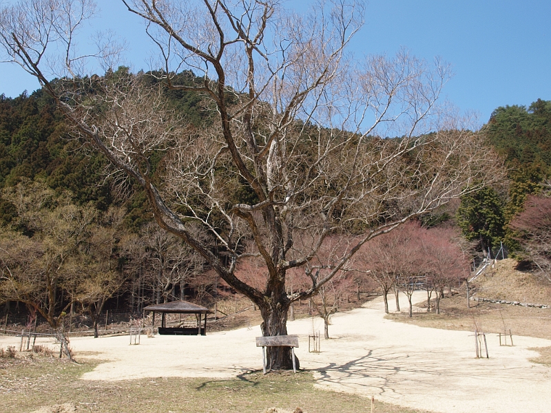 写真拡大