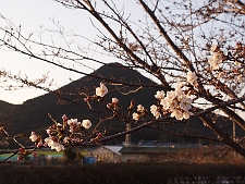 写真拡大