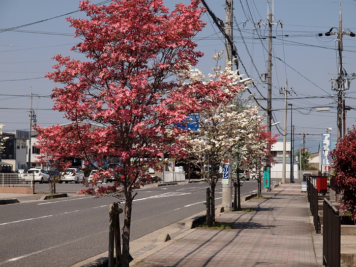 写真拡大