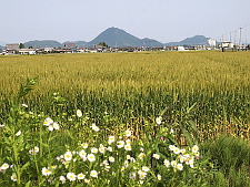 写真拡大