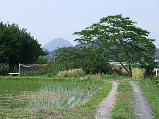 写真拡大