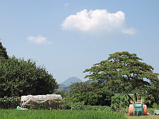 写真拡大