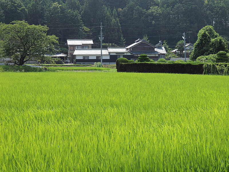 写真拡大